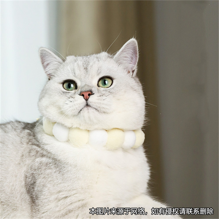 租房時約定可帶寵物入住，租客入住后收留流浪動物被房東起訴